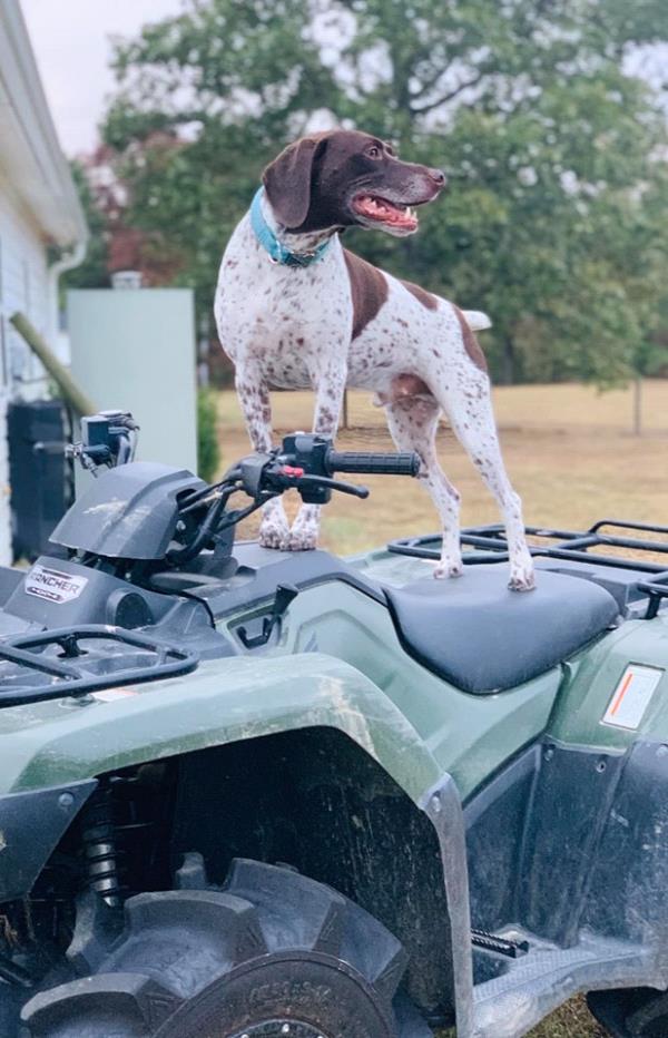 /images/uploads/southeast german shorthaired pointer rescue/segspcalendarcontest2019/entries/11672thumb.jpg